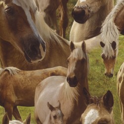 Обои Rasch Kids&amp;Teens II 293104